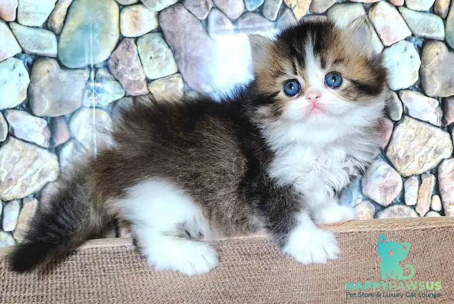 Roki Scottish Straight male black ticked tabby bicolour - live animals
