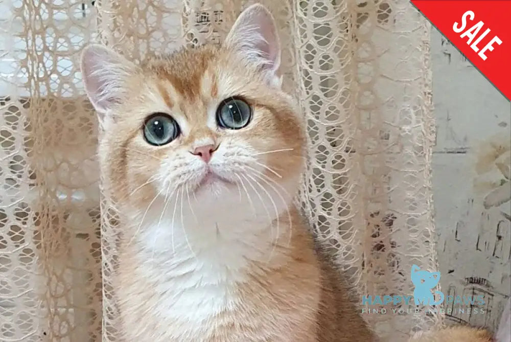 Rokki British Shorthair male black golden shaded live animals