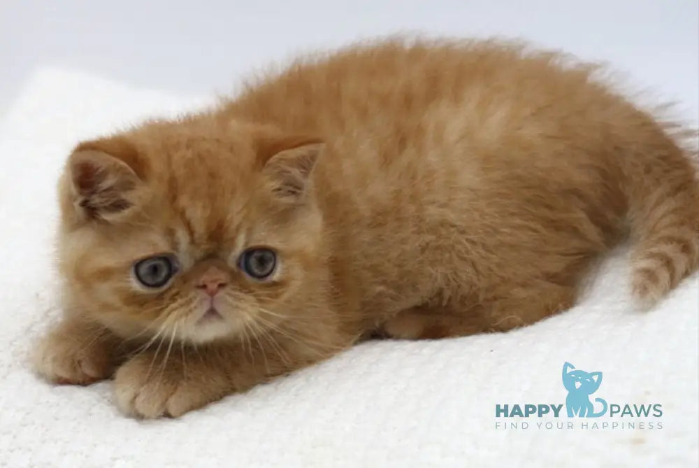 Rokki Exotic male red spotted tabby live animals