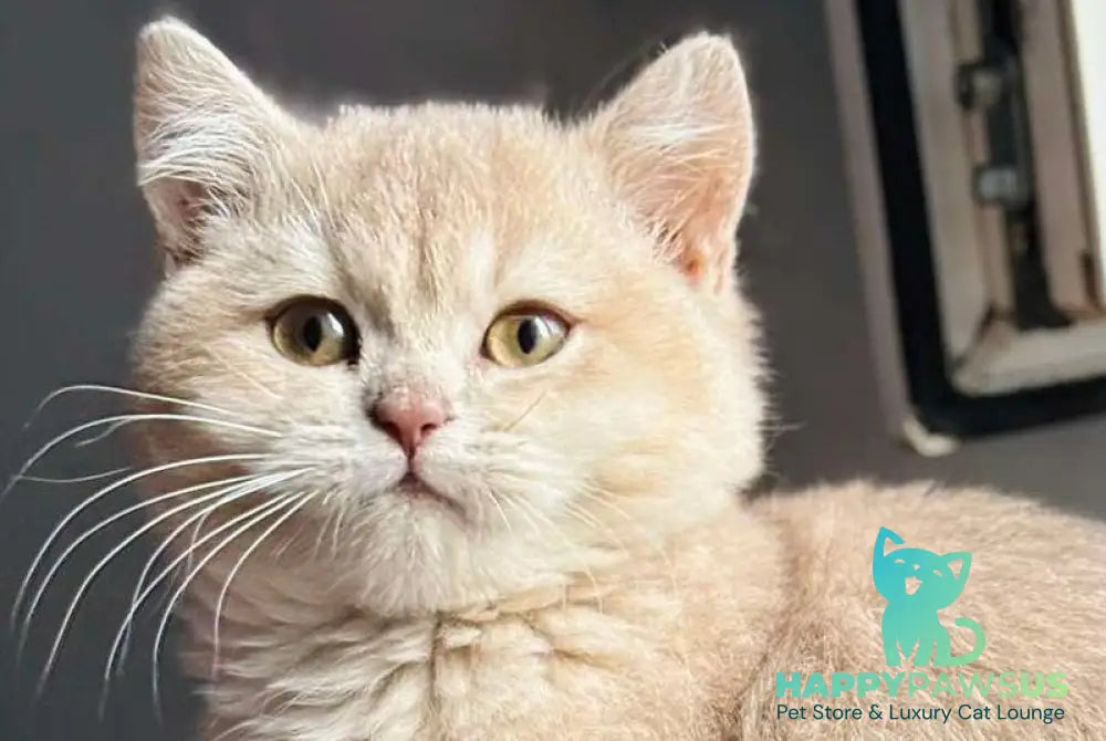 Rokky British Shorthair male lilac golden shaded live animals