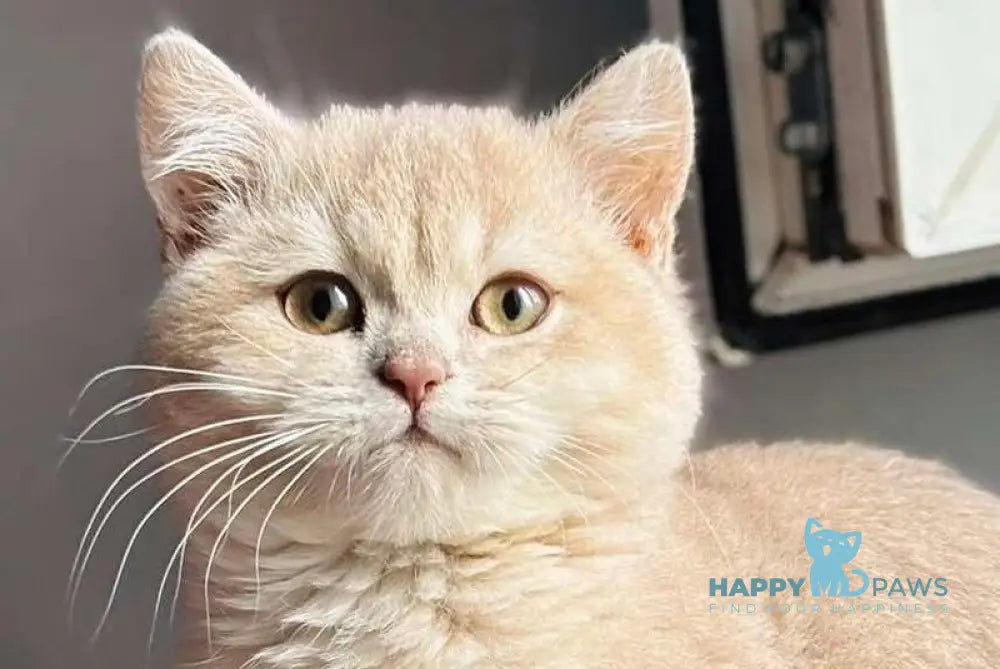 Rokky British Shorthair male lilac golden shaded live animals