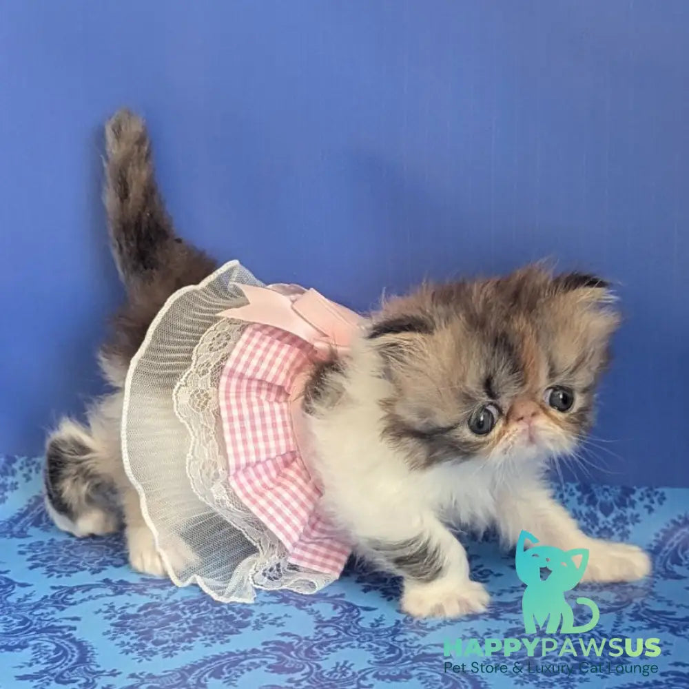 Roksolana Persian female black tortie tabby harlequin - live animals