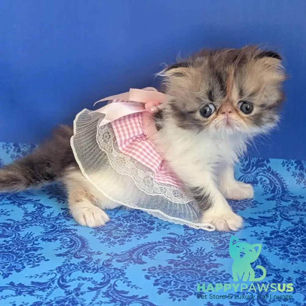 Roksolana Persian female black tortie tabby harlequin - live animals