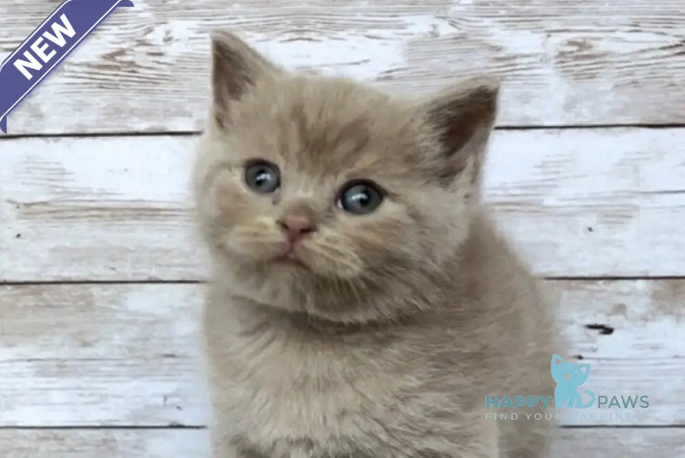 Rolex British Shorthair male lilac live animals