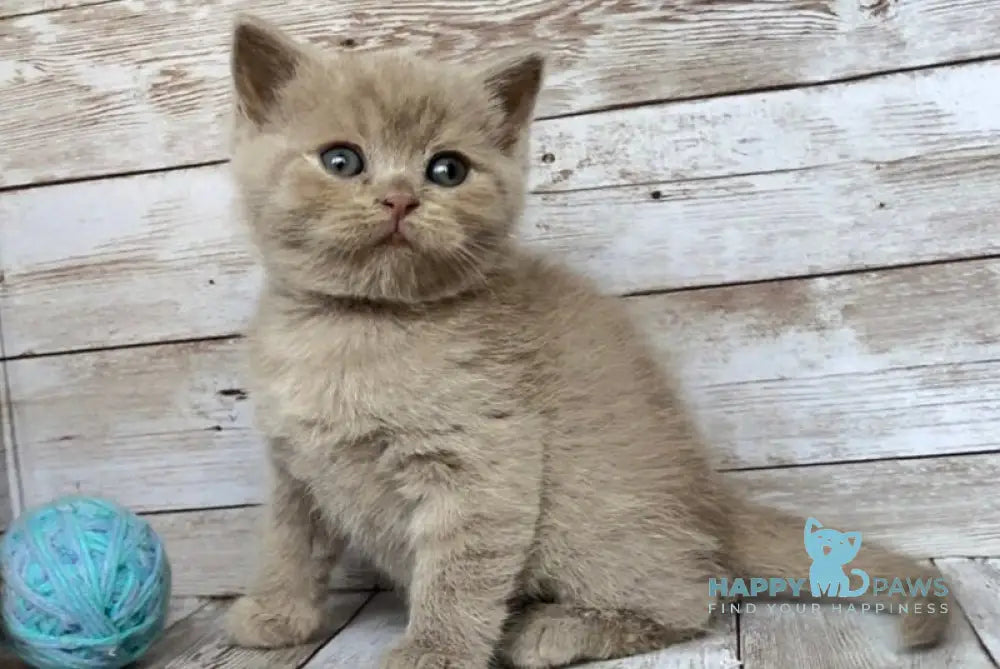 Rolex British Shorthair male lilac live animals