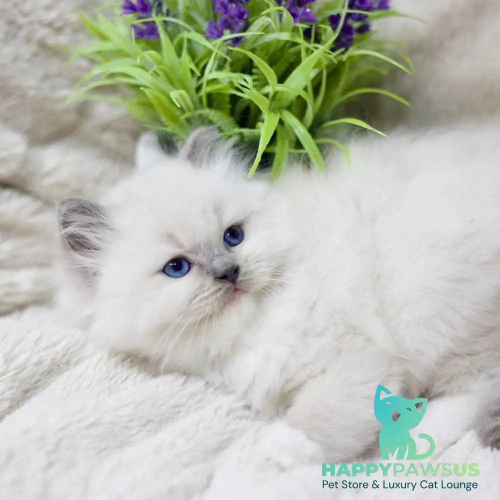 Rolex Ragdoll male blue mitted - live animals