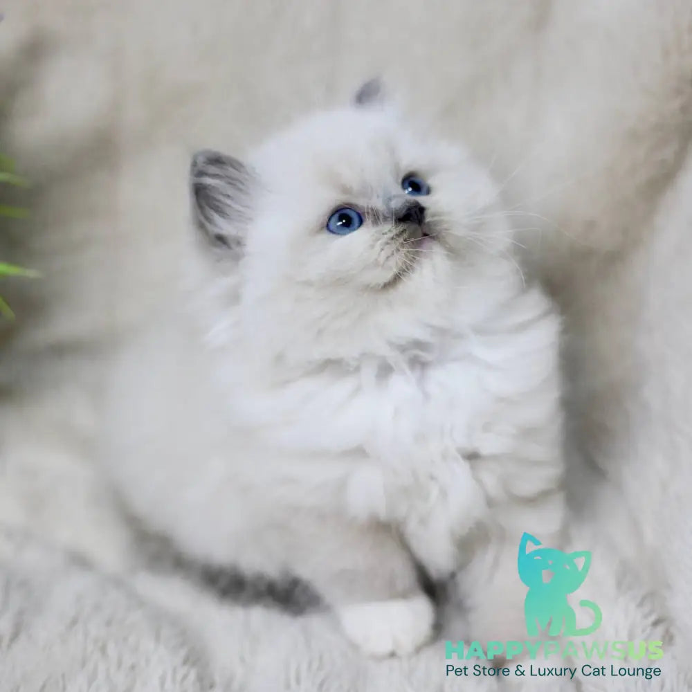 Rolex Ragdoll male blue mitted - live animals