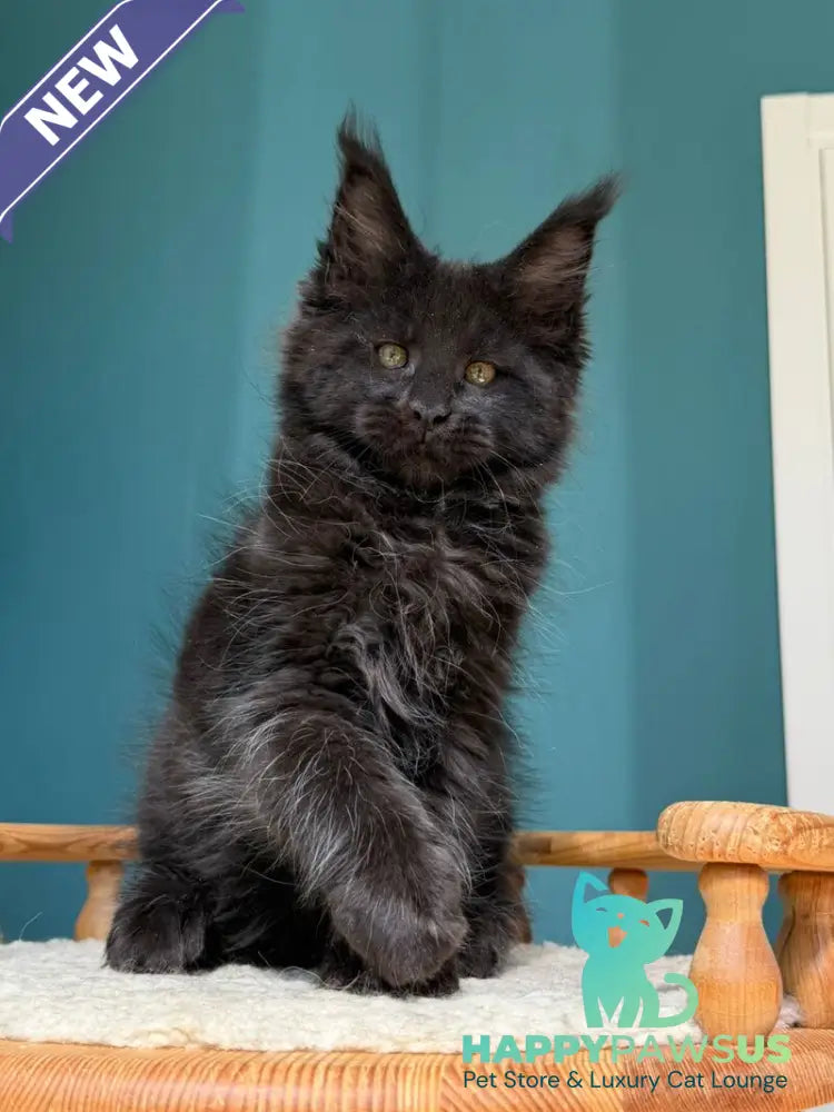Rolling Stone Maine Coon male black - live animals