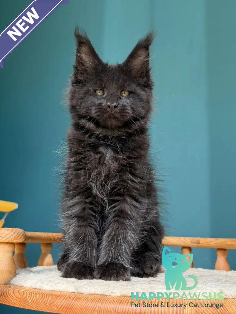 Rolling Stone Maine Coon male black - live animals