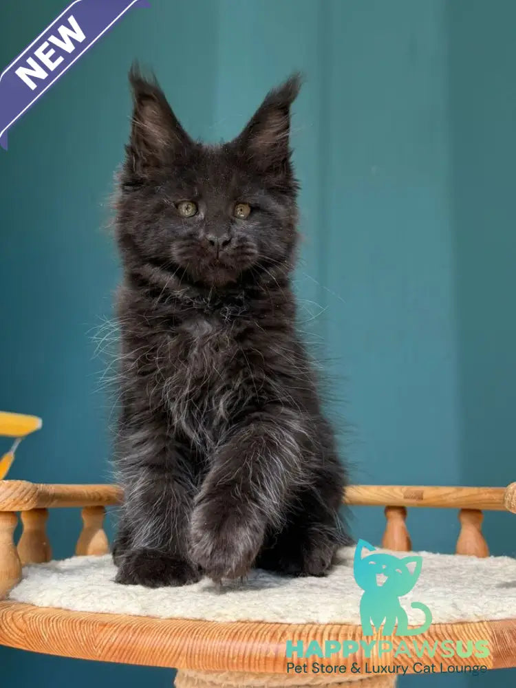 Rolling Stone Maine Coon male black - live animals
