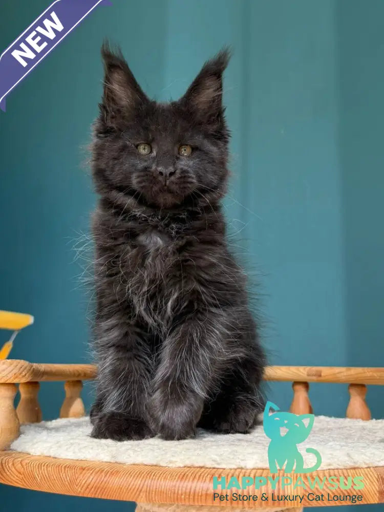Rolling Stone Maine Coon male black - live animals