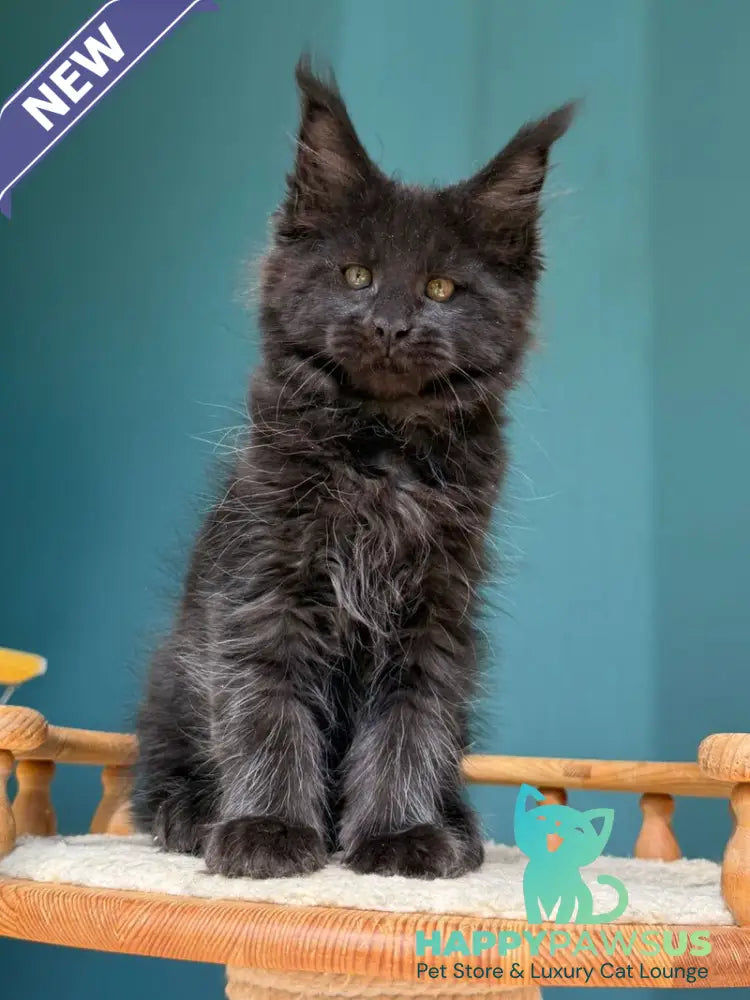 Rolling Stone Maine Coon male black - live animals