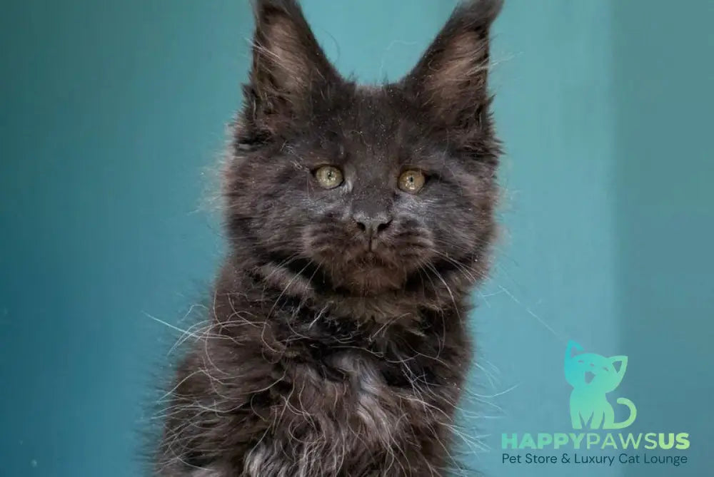 Rolling Stone Maine Coon male black - live animals