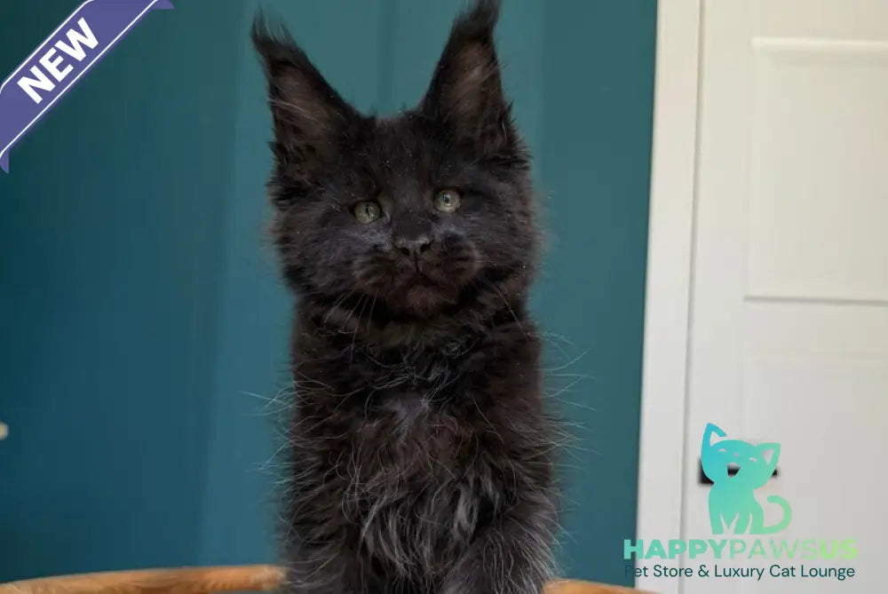 Rolling Stone Maine Coon male black - live animals