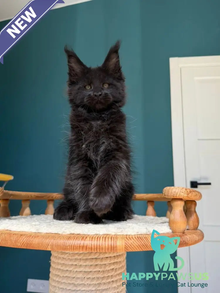Rolling Stone Maine Coon male black - live animals