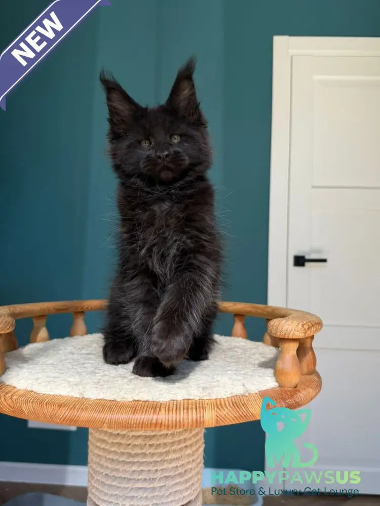 Rolling Stone Maine Coon male black - live animals