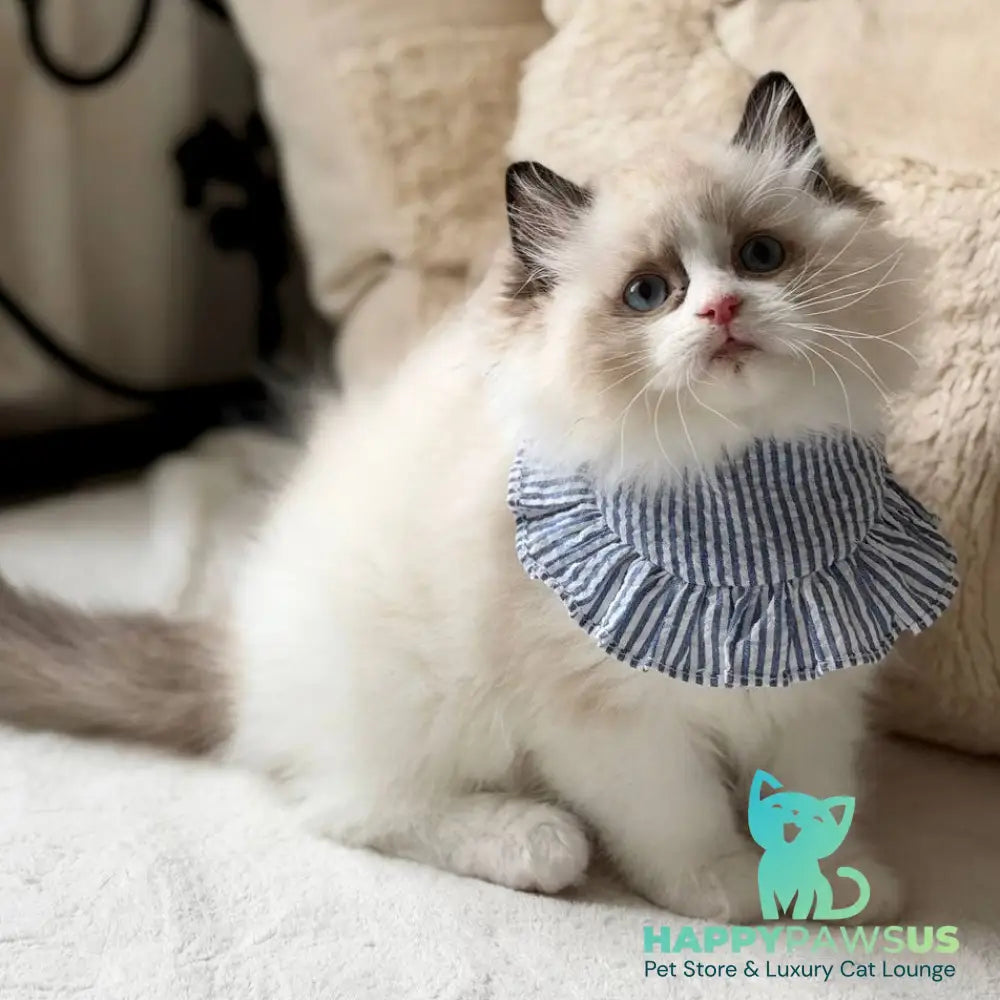 Rom Ragdoll male black bicolour - live animals