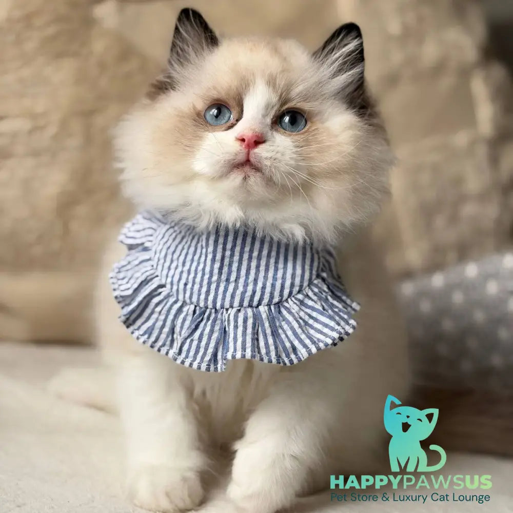 Rom Ragdoll male black bicolour - live animals