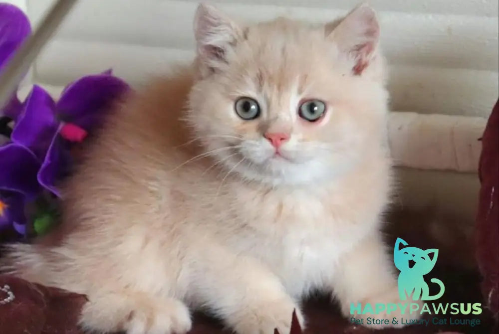 Roman British Shorthair male cream golden chinchilla - live animals