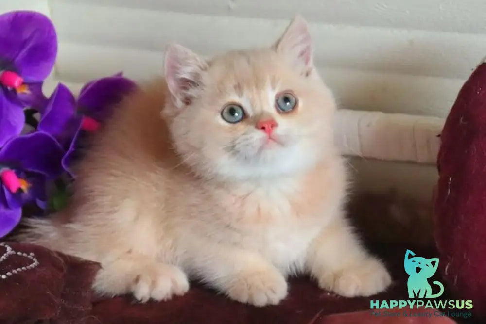 Roman British Shorthair male cream golden chinchilla - live animals