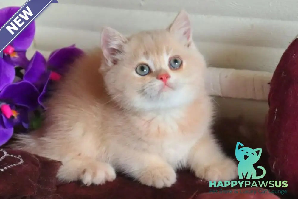 Roman British Shorthair male cream golden chinchilla - live animals
