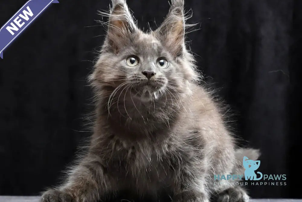 Roman Maine Coon male blue live animals