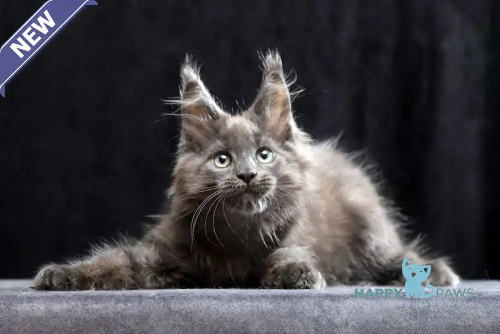 Roman Maine Coon male blue live animals