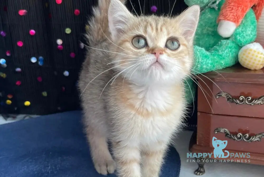 Romana British Shorthair female black golden spotted tabby live animals