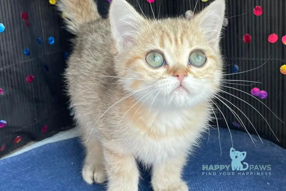 Romana British Shorthair female black golden spotted tabby live animals