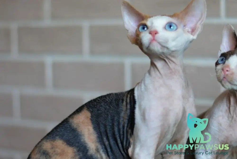 Romashka Devon Rex female black tortie bicolour - live animals