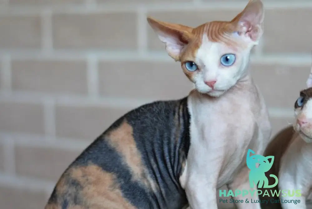 Romashka Devon Rex female black tortie bicolour - live animals