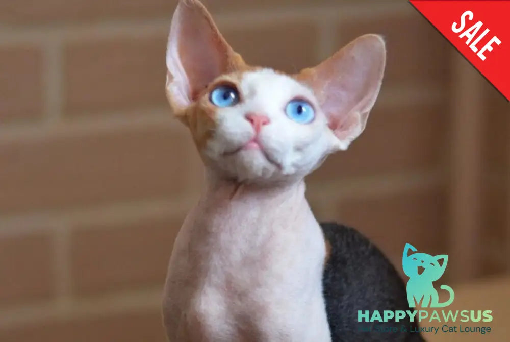 Romashka Devon Rex female black tortie bicolour - live animals