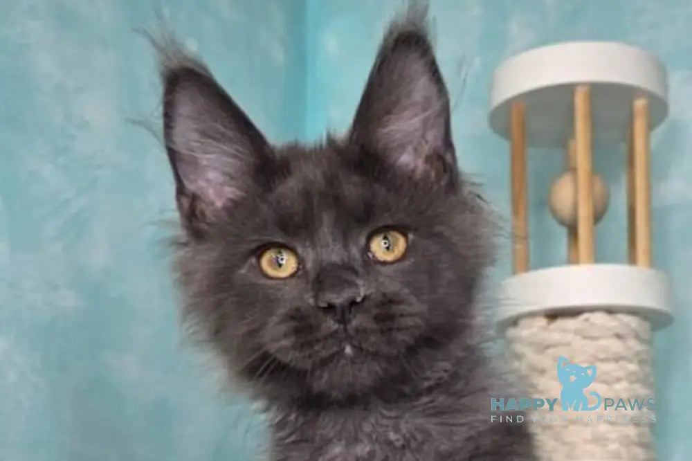 Rome Maine Coon male blue silver live animals