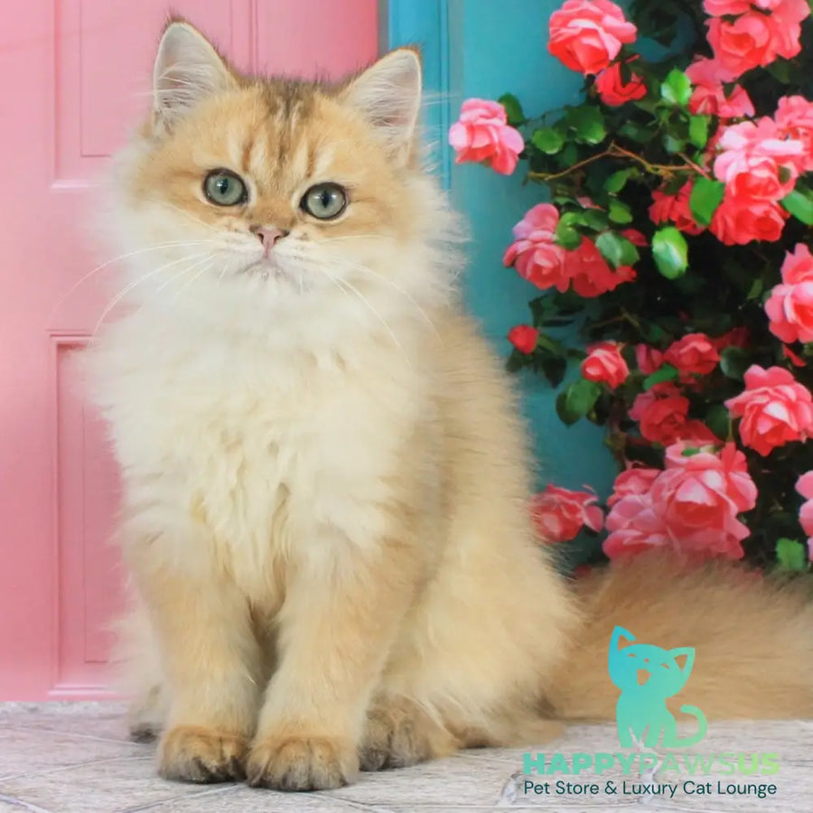 Romeo British Longhair male black golden shaded - live animals