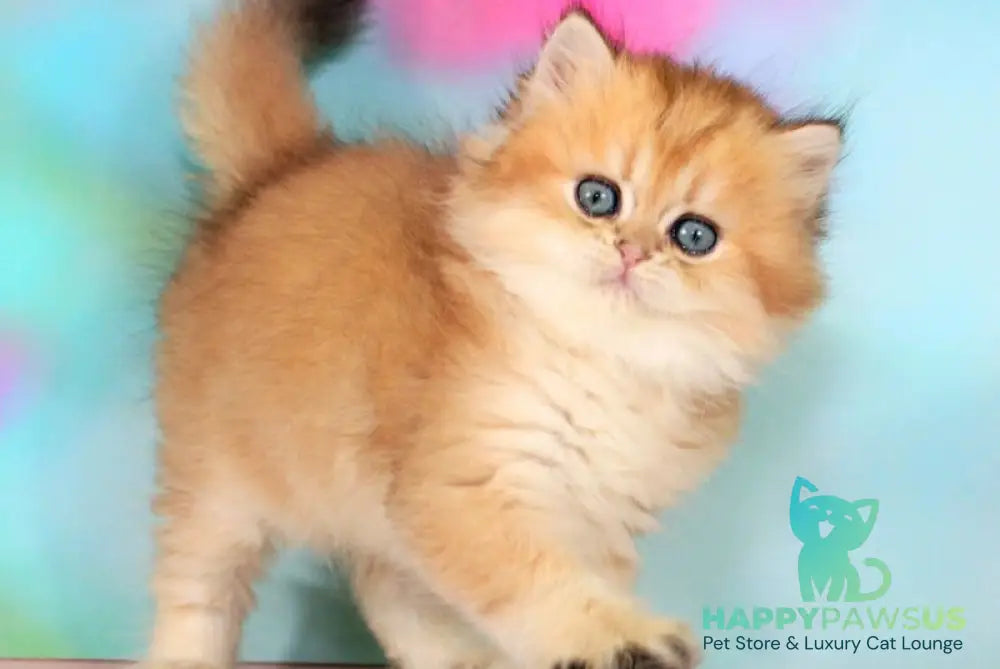 Romeo British Longhair male black golden shaded - live animals