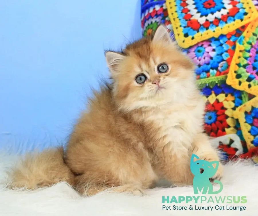 Romeo British Longhair male black golden shaded - live animals