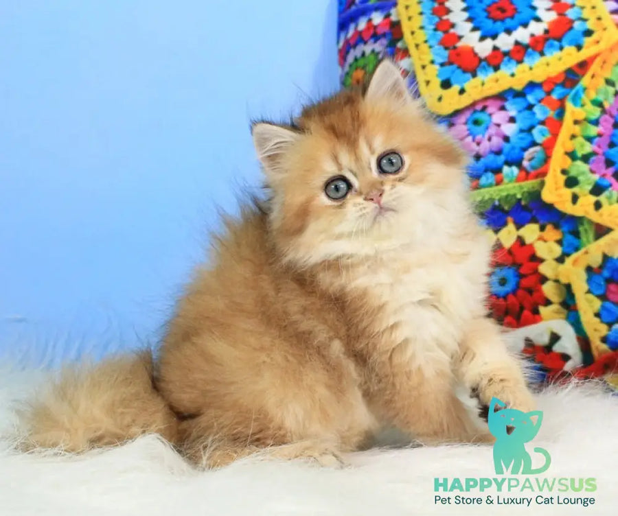 Romeo British Longhair male black golden shaded - live animals
