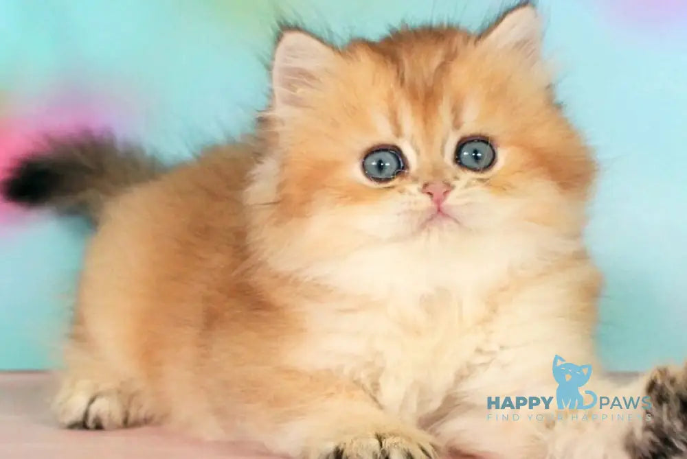 Romeo British Longhair male black golden shaded - live animals