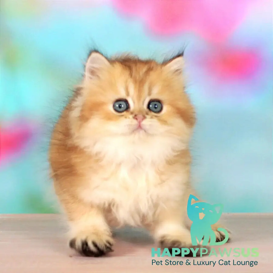 Romeo British Longhair male black golden shaded - live animals