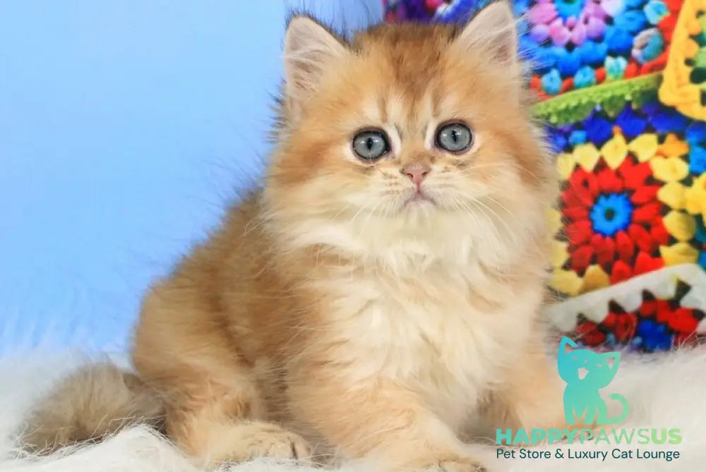 Romeo British Longhair male black golden shaded - live animals