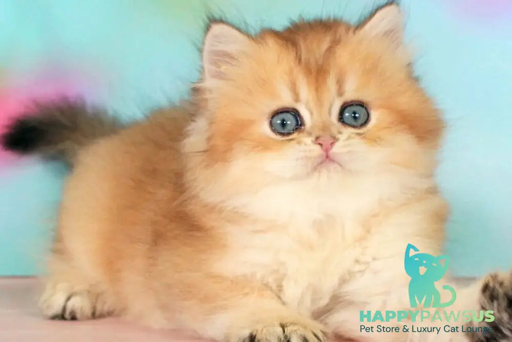 Romeo British Longhair male black golden shaded - live animals