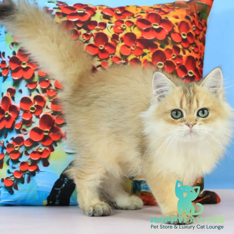 Romeo British Longhair male black golden shaded - live animals