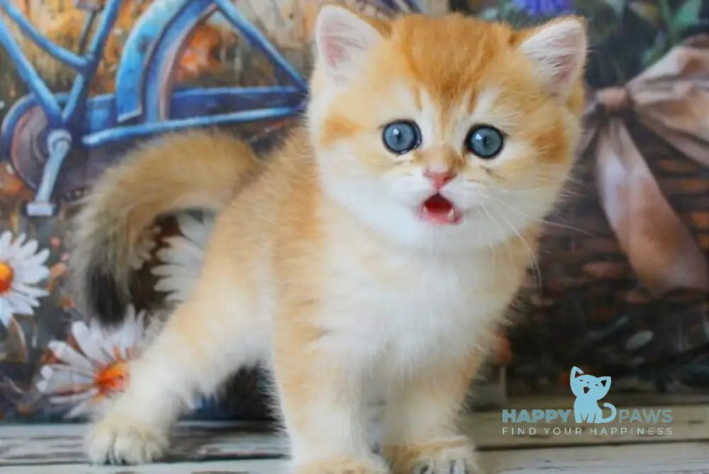 Romeo British Shorthair male black golden shaded live animals