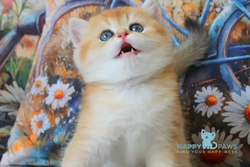 Romeo British Shorthair male black golden shaded live animals