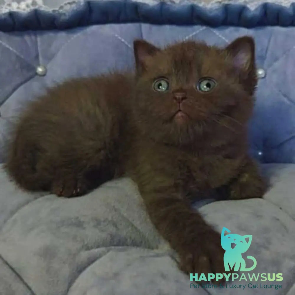 Romeo British Shorthair male chocolate - live animals