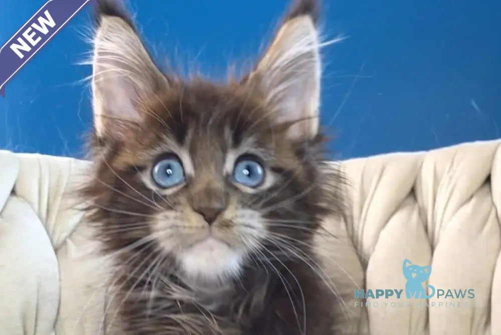 Romeo Maine Coon male black tabby with white live animals