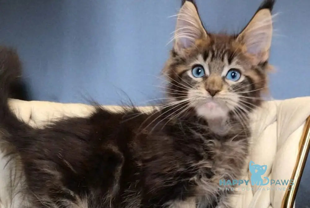 Romeo Maine Coon male black tabby with white live animals