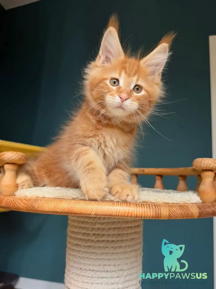 Romeo Maine Coon male red tabby - live animals