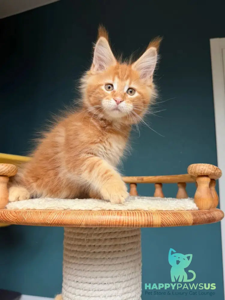 Romeo Maine Coon male red tabby - live animals