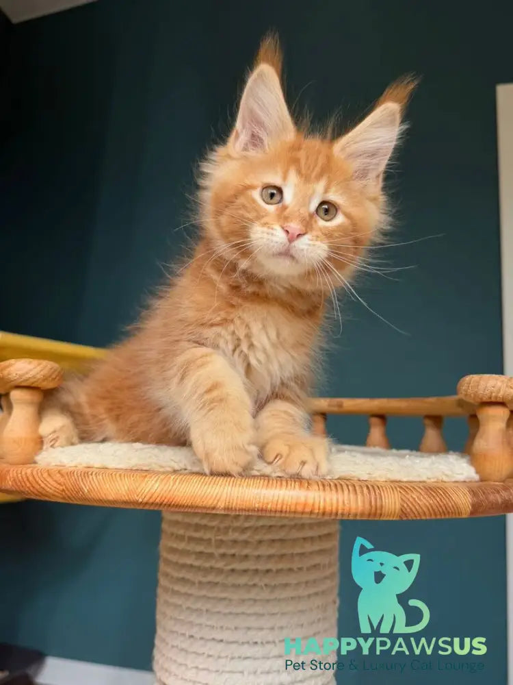 Romeo Maine Coon male red tabby - live animals